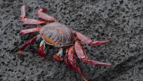 Galapagos-Island-crab-walking-on-rock