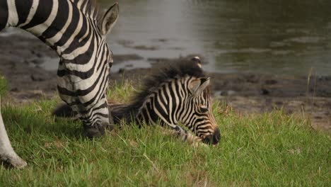 Zebra-foal-resting-on-the-grasslands-of-Addo-Park-next-to-its-mother,-South-Africa