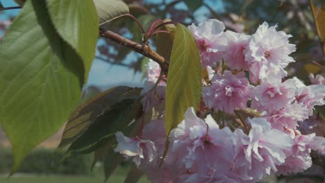 Kirschblütenbaum-Blüht-In-Voller-Blüte-Im-Frühling-Aus-Nächster-Nähe