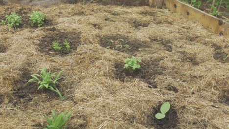 Various-vegetable-seedlings-transplanted-in-raised-garden-bed