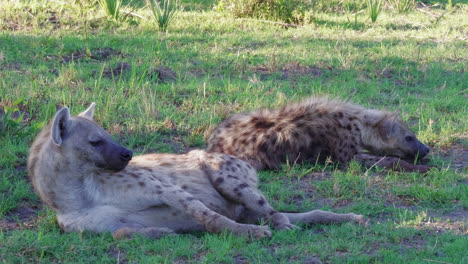 Two-Spotted-Hyenas-rest-in-the-shade-on-a-morning-in-the-grasslands-of-Botswana