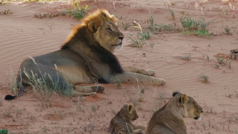 Black-Maned-Lion-Resting-On-The-Sand-Dune-In-Kgalagadi,-South-Africa-With-Cub---closeup-shot