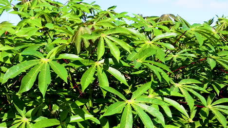 Green-leaves-cassava-on-branch-tree-in-the-cassava-field-agriculture-plantation