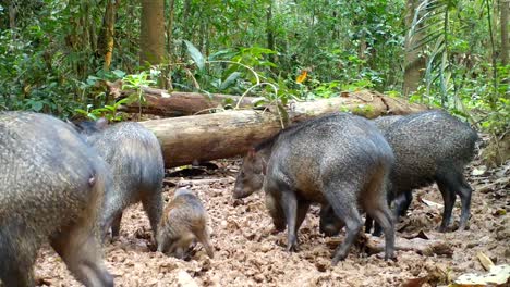 Collared-Peccary-family.
wild-amazon-animals.-wild-pigs