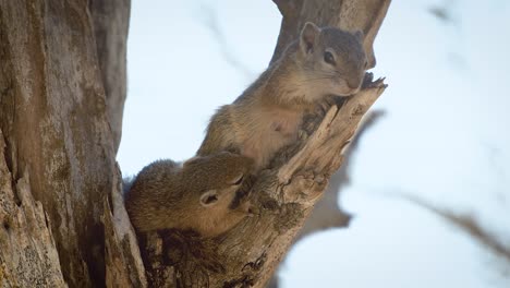 Ein-Junges-Baumeichhörnchen-Säugt-Seine-Mutter-In-Einem-Baum