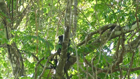 Baby-monkey-jumping-around-on-lianas-while-it's-mother-sits-on-a-tree-branch,-tropical-tree-environment