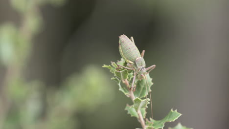 Premium Photo  Green bush-cricket long horned grasshopper on brown branch.