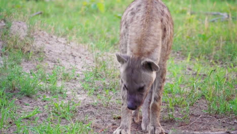 Male-Spotted-Hyena-Lies-Down-On-The-Ground-And-Yawns-Ïn-Okavango-Delta,-Botswana