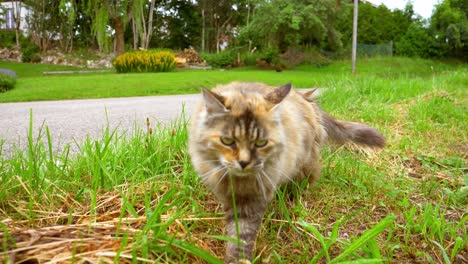 This-is-a-4k-slow-motion-60fps-shot-of-a-cat-sitting-close-to-the-street