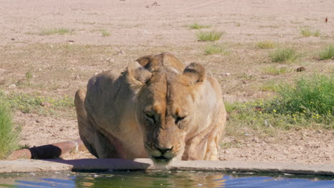 Lioness-Crouched-Over-Man-made-Waterhole-Drinking