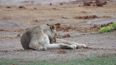Adult-lioness-relaxes,-shakes-her-head-and-cleans-her-legs,-lying-on-the-dry-landscape