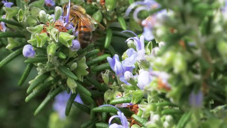 Honey-Bee-Collecting-Pollen-From-Flowering-Rosemary-Bush,-SLOW-MOTION