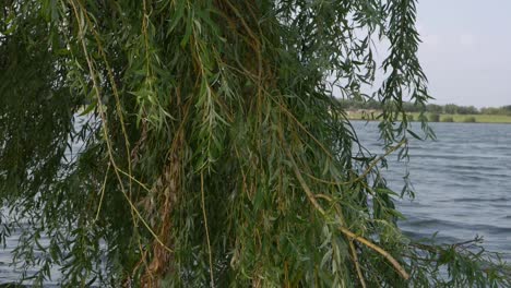 Weeping-Willow-tree-with-lake-in-background-medium-shot
