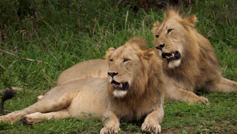 Two-Majestic-Lions-Resting-in-African-Wildlife-Nature-Reserve,-Closeup