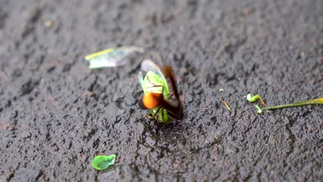Hunting-wasp-killing-grasshopper,-tropical-vespa-affinis-close-up