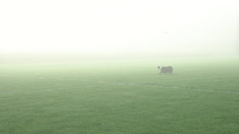 Disc-Dog---Border-Collie-Dog-Jump-And-Catch-Frisbee-At-Park-On-Misty-Morning