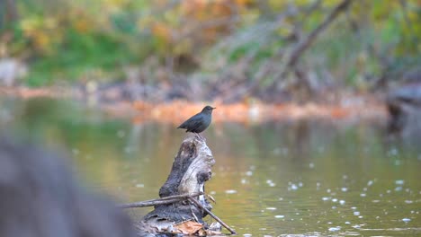 American-dipper-perching-on-a-log-in-a-creek
