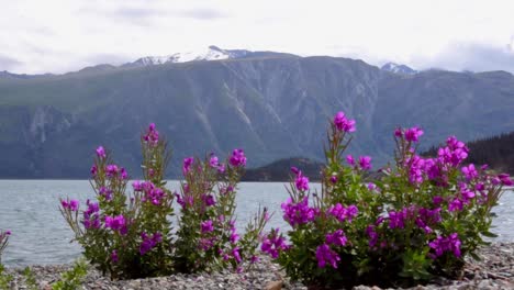 Peaceful-summertime-Yukon-scene-of-purple-blossom-bloom-flowers-on-rocky-shore-of-Kluane-lake-rippling-waves-with-brown-rugged-Sheep-mountain-range-in-background-on-cloudy-day,-Canada,-static
