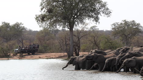 Elephants-drink-at-waterhole-as-people-watch-from-close-safari-vehicle