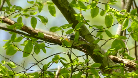 A-calm-Northern-Parula-sitting-on-a-branch-looking-around-at-the-surroundings