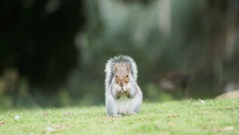 Süßes-Eichhörnchen,-Das-In-Die-Kamera-Schaut-Und-Zeitlupe-Frisst