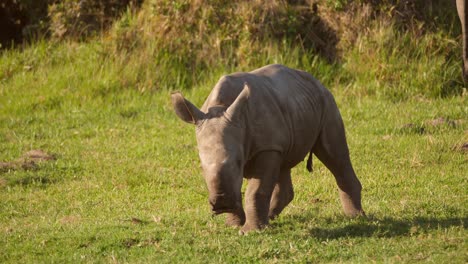 Vista-Frontal-De-Un-Rinoceronte-Bebé-Sentado-Y-Masticando-Hierba