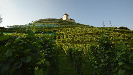 A-mountain-of-vineyard-with-Castle-Gutenberg-on-top-of-it