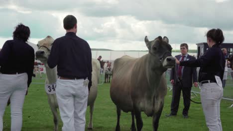 A-Contest-Judge-Looking-At-The-Cattle-Around-The-Show-Ring-During-The-Royal-Cornwall-Show-2019-In-Wadebridge,-United-Kingdom---Medium-Shot
