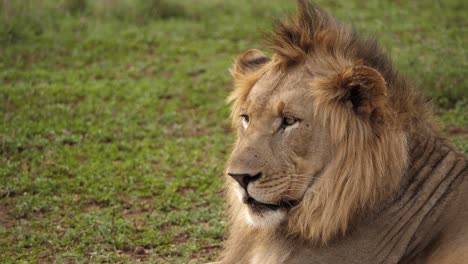 Cute-male-Black-Mane-Lion-with-mohawk-mane-looks-left-of-frame