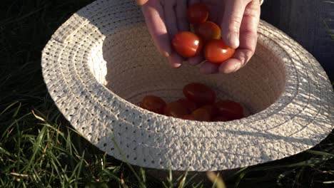 Woman-dropping-fresh-cherry-tomatoes-into-straw-hat-medium-shot