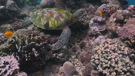Wide-angle-shot-of-green-sea-turtle-sitting-on-the-coral-reef-accompanied-by-reef-fishes