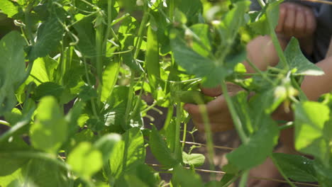 Young-child-picks-sunny-garden-peas-from-vines,-close-up-slider-shot