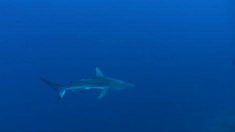Tiburón-De-Punta-Negra-Juvenil-Nadando-Desde-El-Azul-Sobre-Un-Arrecife-De-Coral-En-El-Mar-Rojo