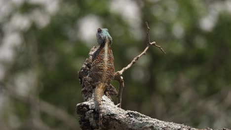 Blue-Headed-Agama-Lizard-shows-ridge-back,-sitting-on-sunny-branch