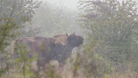 Pair-of-european-bison-bonasus-eating-leaves-from-a-bush,fog,Czechia