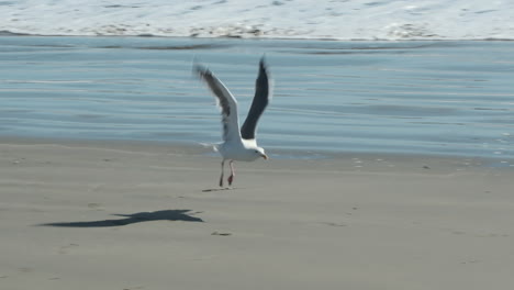 A-medium-shot-as-the-camera-pans-to-follow-a-seagull-as-it-takes-off-and-flies-away-in-slow-motion