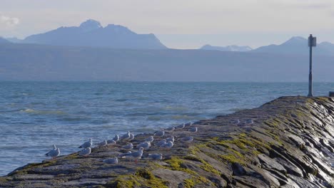 Seagulls-resting-on-dyke-next-to-Lutry-harbor-Lake-Léman-and-the-Alps-in-the-background