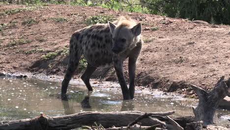 Lone-hyena-stands-in-shallow-water-by-dirt-ground-in-sunlight