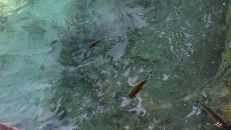 Aufnahmen-Von-Kleinen-Tropischen-Fischen,-Die-In-Kristallklarem-Wasser-Schwimmen