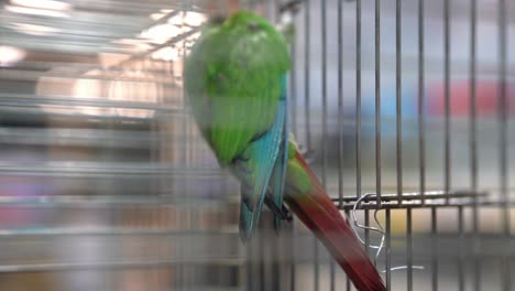 Zeitlupen-Schattenaufnahme-Eines-Grün-blau-roten-Papageis-Mit-Farbigen-Flügeln-In-Einem-Vogelkäfig