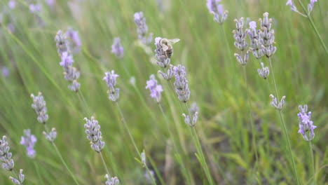 Bee-feeding-on-lavender-plant-in-the-wind,-close-up,-slow-motion