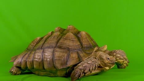 Weitwinkelaufnahme-Einer-Sulcata-Spornschildkröte,-Die-Auf-Grünem-Bildschirm-Ihr-Maul-öffnet