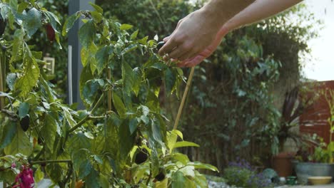 Hand-checking-a-chilli-growing-in-the-garden-in-slow-motion