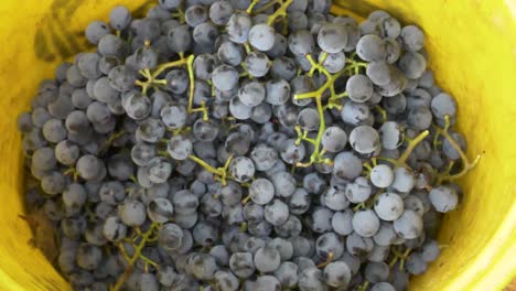 Freshly-harvested-Othello-grapes-falling-into-a-bucket---180fps-slow-motion