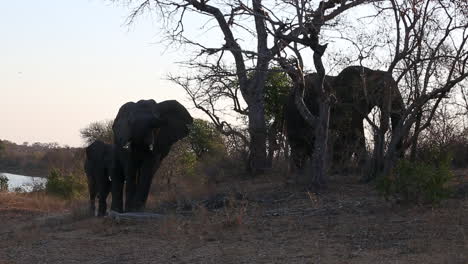A-group-of-elephants-graze-near-a-watering-hole-in-Africa