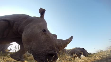 Up-close-low-angle-footage-of-Southern-white-rhinoceros-feeding-in-the-wilderness-of-Africa