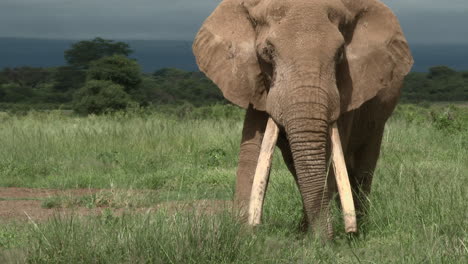 African-Elephant-big-bull-"Tusker"-with-huge-tusks,-eating-and-looking-at-camera,-in-the-grasslands,-Amboseli-N