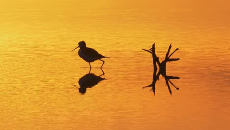 Silhouette-stilt-bird-wading-through-water-and-hunting,-vibrant-orange-sunset