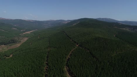Aerial-views-over-the-pine-plantations-outside-the-town-of-Graskop-in-mpumalanga-province-of-south-africa