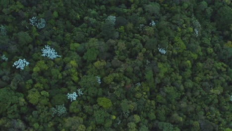 Luftaufnahme-Von-Wald-Und-Grün-In-Petropolis,-Brasilien